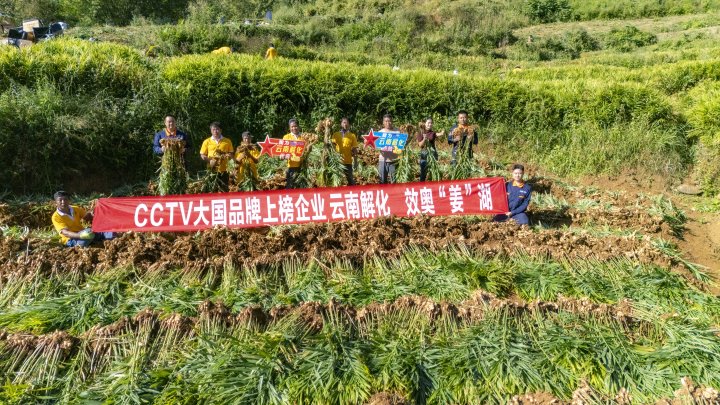 墨江象鼻村生姜大丰登！从种植、施肥到采摘，云南解化全程“呵护”